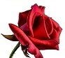Beauty